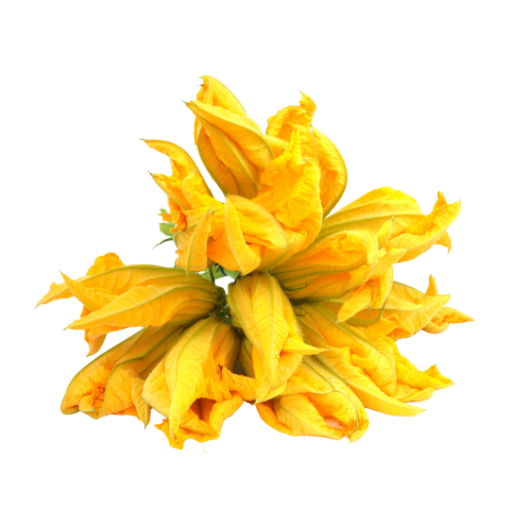 Immagine di FIORI DI ZUCCA (MAZZO DA 12)