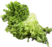 Immagine di INSALATA INDIVIA RICCIA