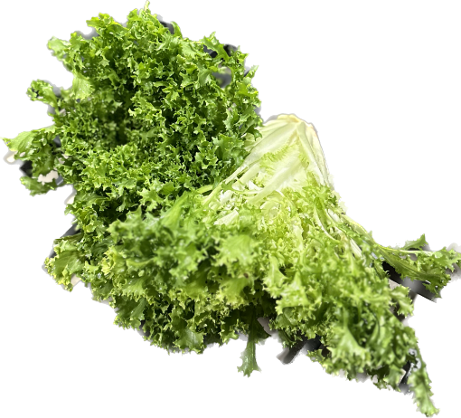 Immagine di INSALATA INDIVIA RICCIA