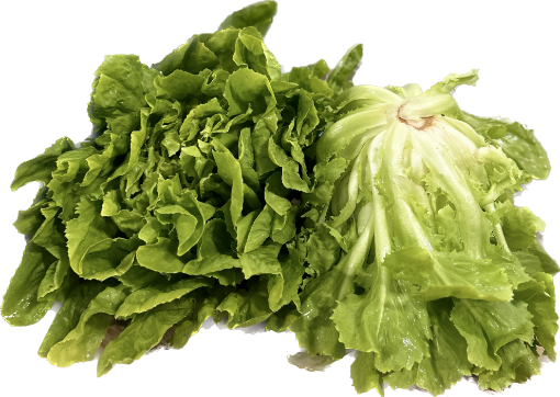 Immagine di INSALATA INDIVIA SCAROLA