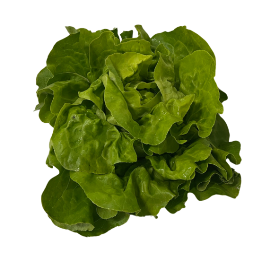 Immagine di INSALATA LATT. MANIGOTTO