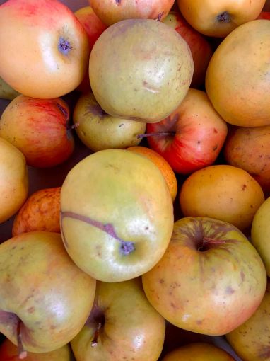 Immagine di MELE JONAGOLD CASSA