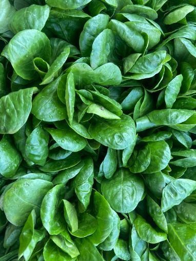 Immagine di INSALATA VALERIANA