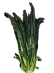 Immagine di CAVOLO NERO