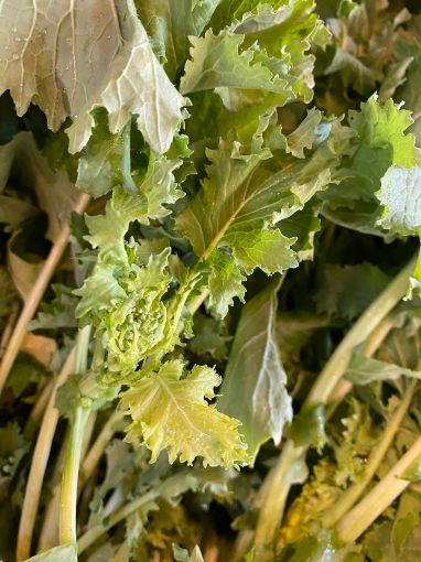 Immagine di CIME DI RAPA
